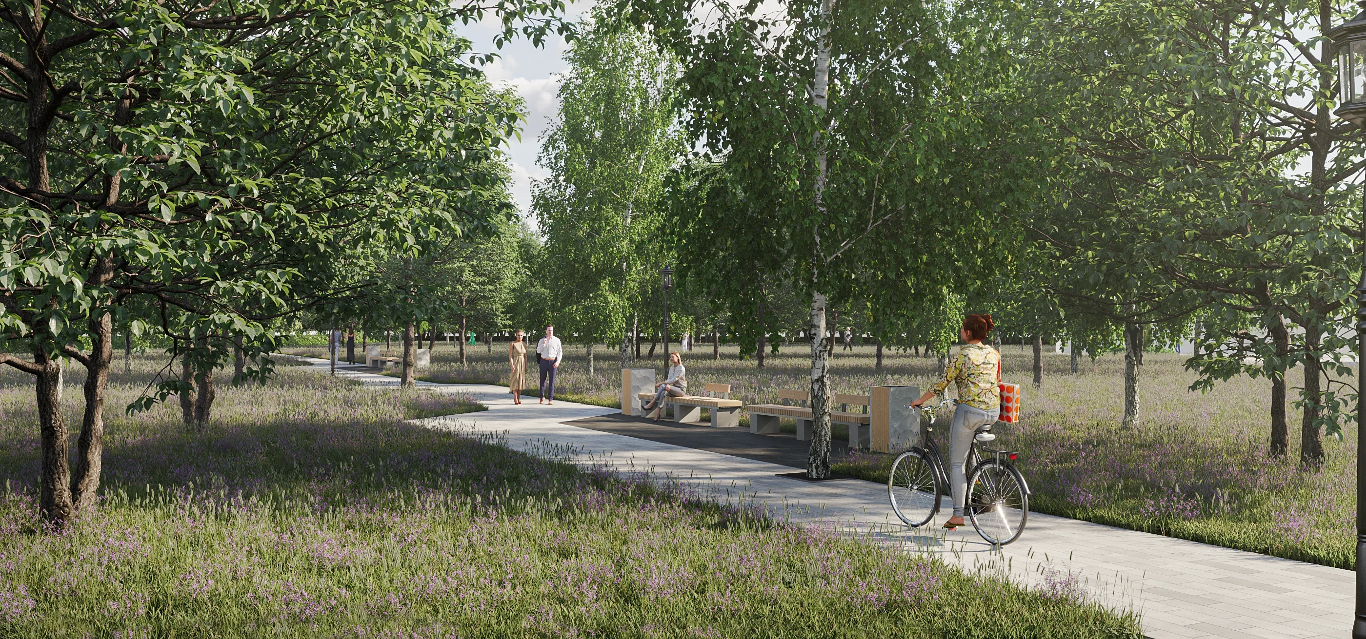 Exterior landscape rendering of a wide pedestrian park promenade bordered by fields of purple flowers, birch trees, and modern wooden benches